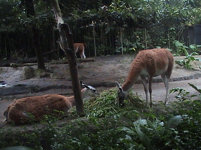 手印画绘本动物园图片大全_手印画绘本动物园