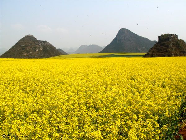 云南罗平油菜花 看花开花谢花满天 - 摄影作品
