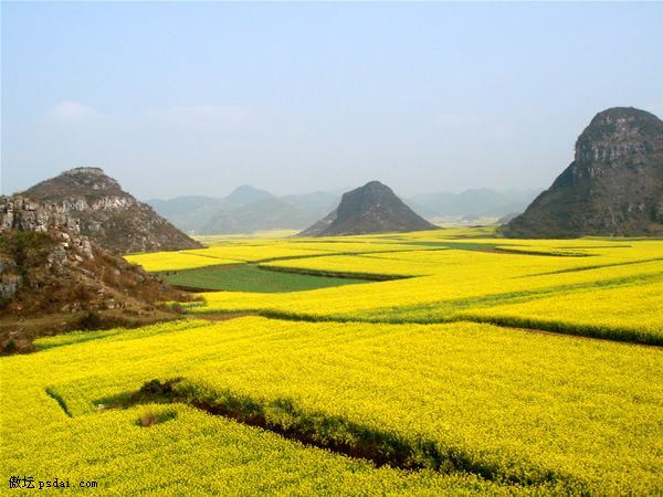 云南罗平油菜花 看花开花谢花满天 - 摄影作品