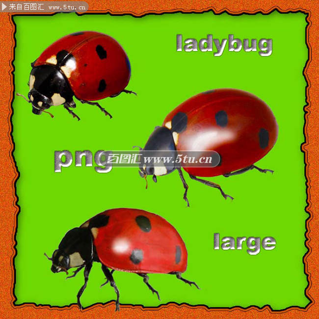 ladybug large.jpg
