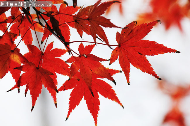 漂亮枫叶摄影高清图片素材