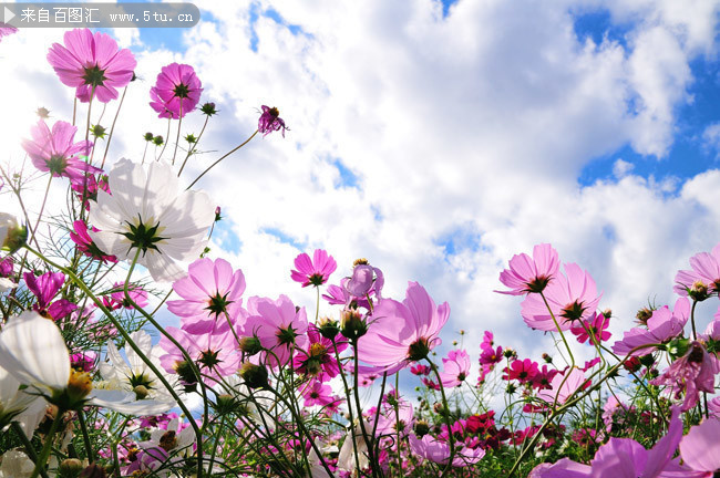 蓝天下的格桑花风景摄影图片素材