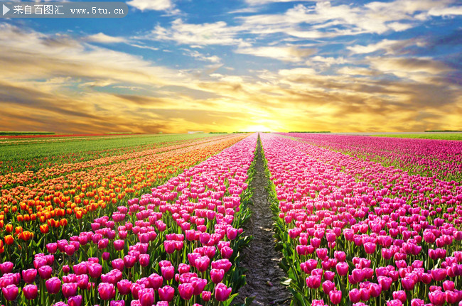唯美郁金香花海风景图片素材
