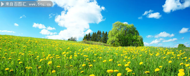 唯美蓝天下蒲公英花海风景图片