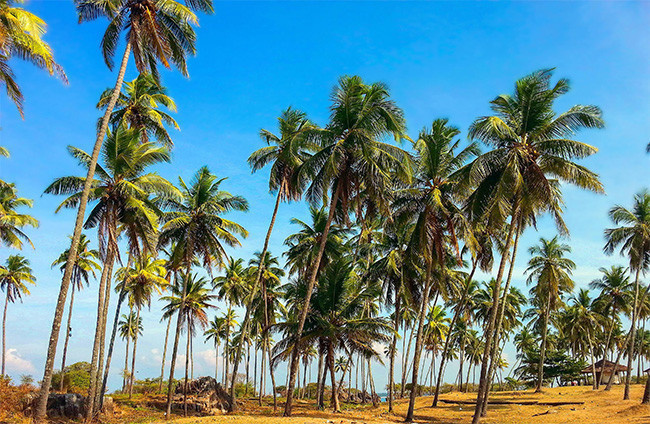 椰树风景高清图片