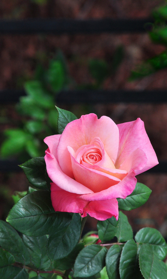 粉色玫瑰花花卉