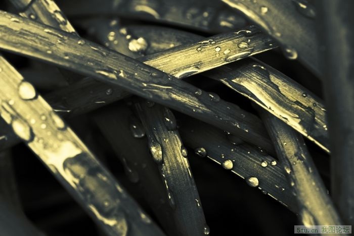 Natures Tears II.jpg