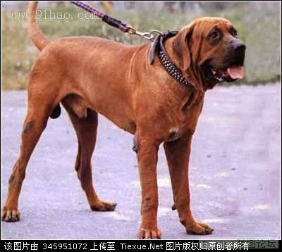 十大世界最凶猛的斗犬,不是主人看到最好闪远