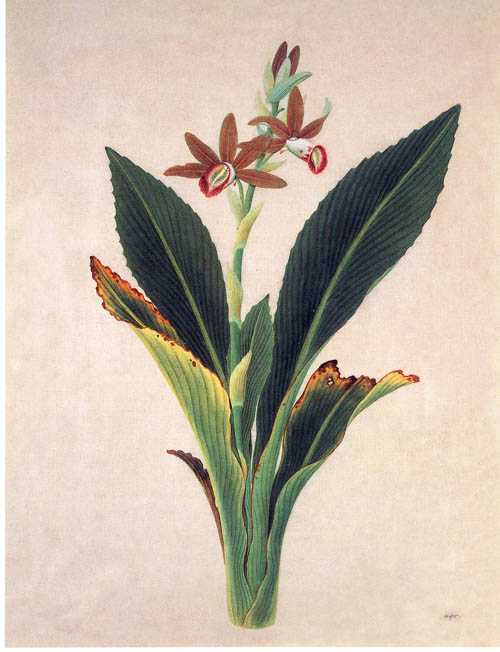 中国传统水彩画 华南植物画 花鸟植物dtk