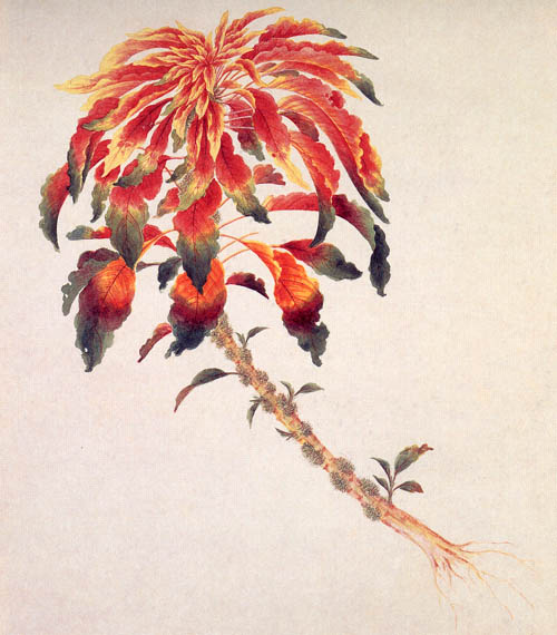 中国传统水彩画 华南植物画 花鸟植物