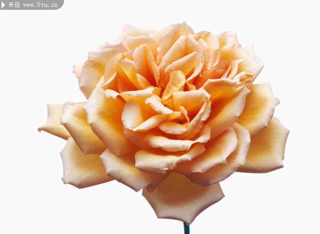 常见鲜花图片_牡丹|黄玫瑰_花草类_植物图片_