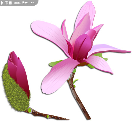 pink-magnolia.jpg