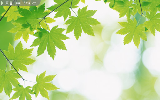 冬天来了,春天还会远吗?--润眼绿叶壁纸