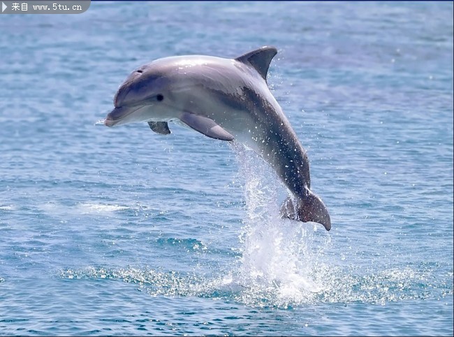 海豚高清照片