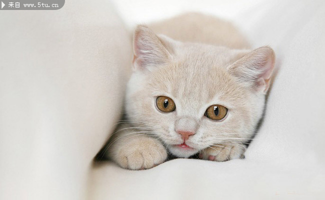 小猫咪视频素材 1006091333ffa44374d9f734da.jpg