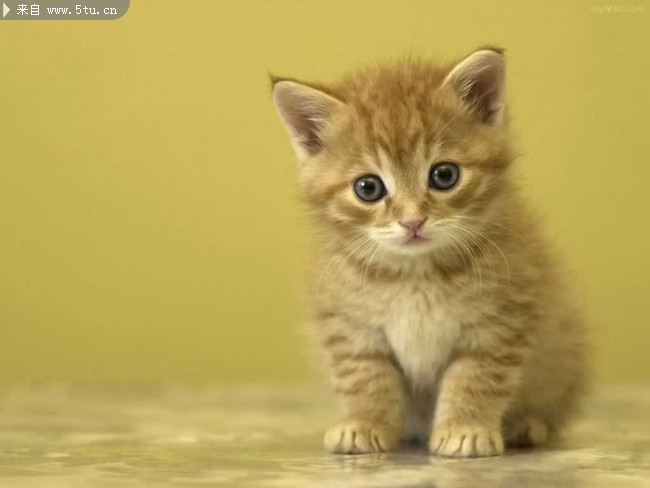 小猫咪视频素材 10060913343abb65ebd2673055.jpg