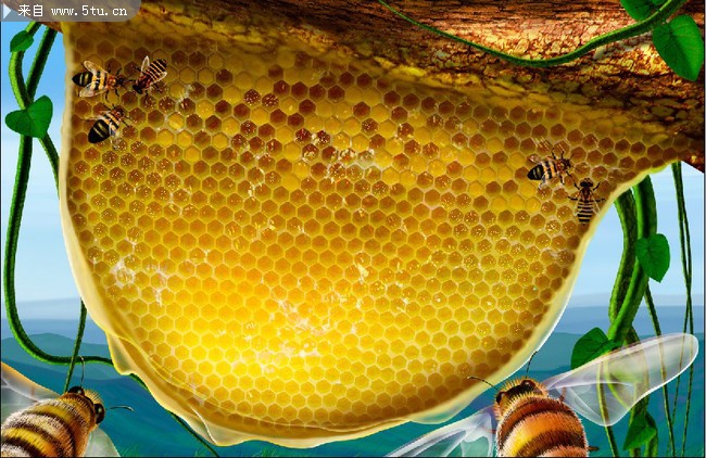 蜂蜜巢