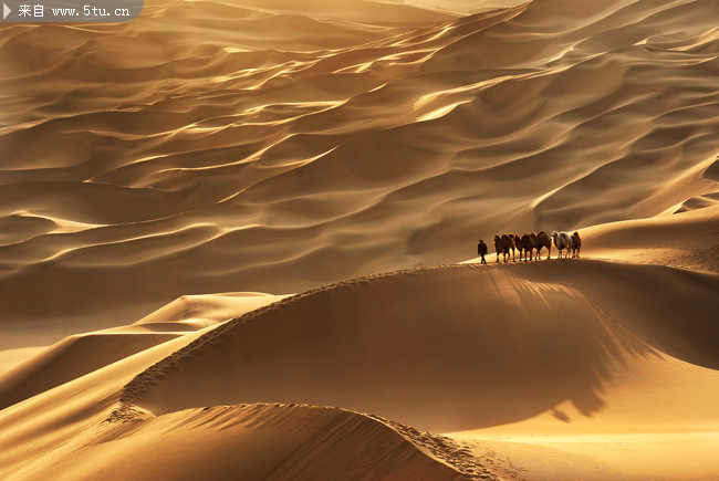 沙漠风景 驼队_自然风光_风景背景_稀有高精图