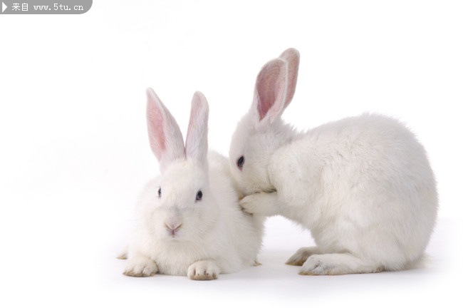 小兔子高清图片