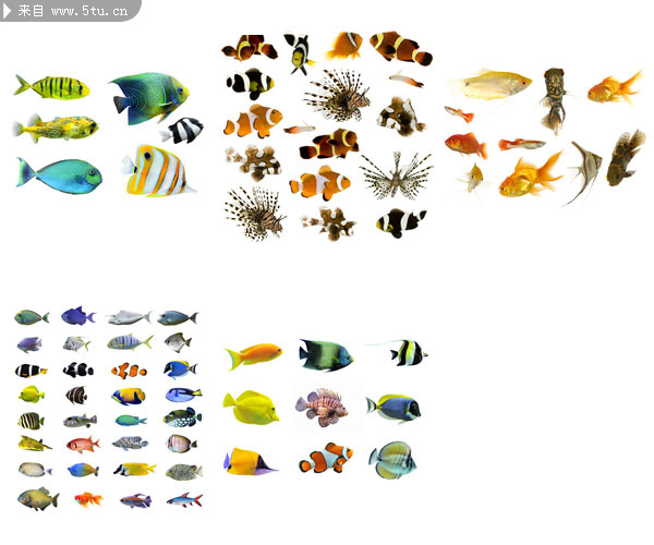 鱼类图片大全 海底生物_鱼类_动物图片_稀有高