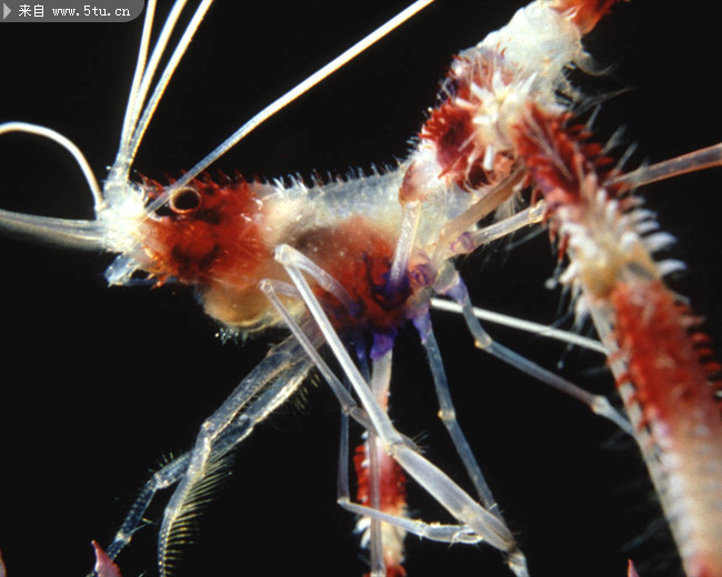 海底世界 海洋动物大全325张