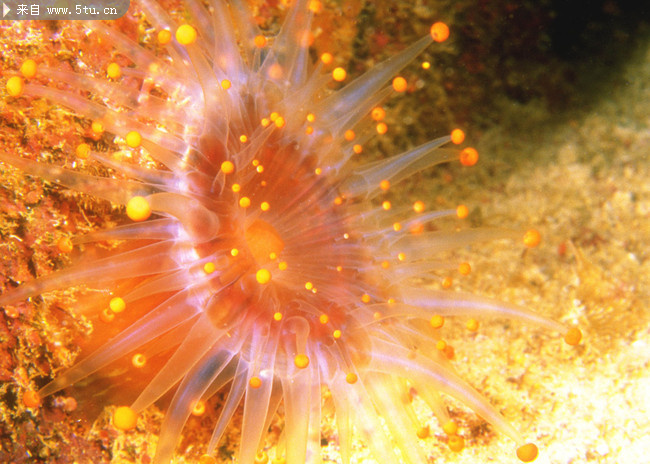 海底世界 海洋动物大全325张