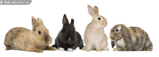 一群灰兔子图片_家禽家畜_动物图片_稀有高精