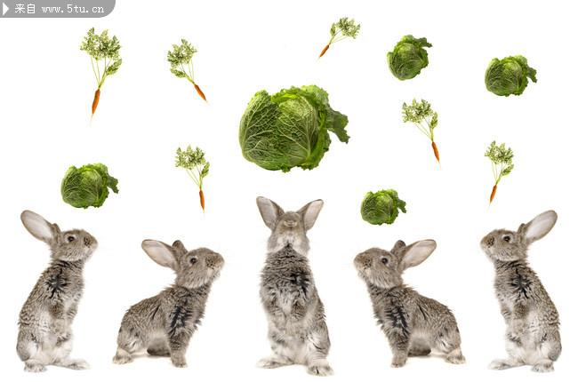 一群灰兔子图片_家禽家畜_动物图片_稀有高精