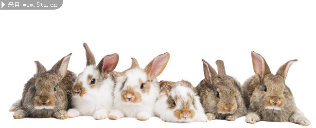 一群灰兔子图片_家禽家畜_动物图片_稀有高精