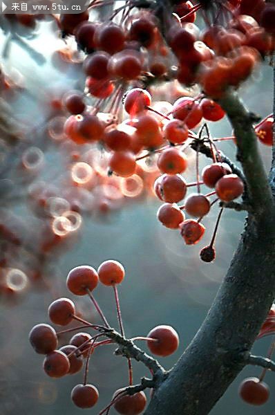 秋果累累 - 摄影作品与技术 - 百图汇-设计百家,