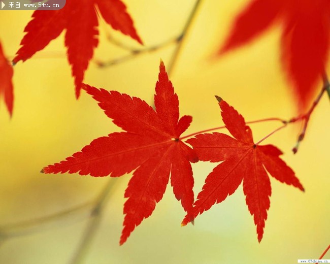 加拿大枫叶柔化背景图 - 稀有高精度图片 - 百图汇-设计百家，以图汇友 www.5tu.cn
