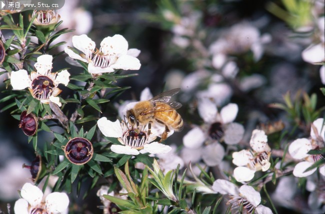 麦卢卡花图片 白色花朵_花草类_植物图片_稀有
