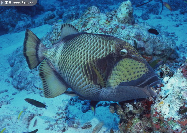 一只鱼的图片用什么软件可以做成的游动鱼 - 素