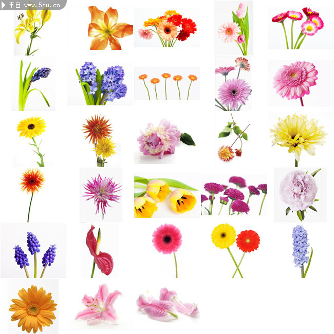 各种各样的花图片素材 - 小尺寸美图区 - 百图汇