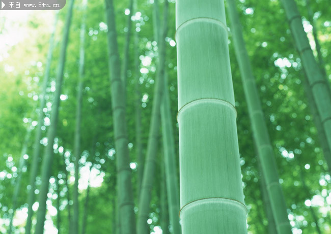 坚挺的竹子图片_树木叶子类_植物图片_稀有高