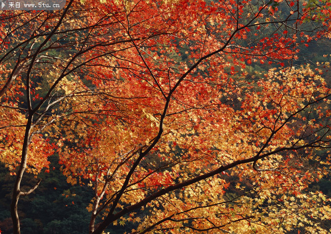 秋季红枫树图片 植物装饰画素材_树木叶子类_