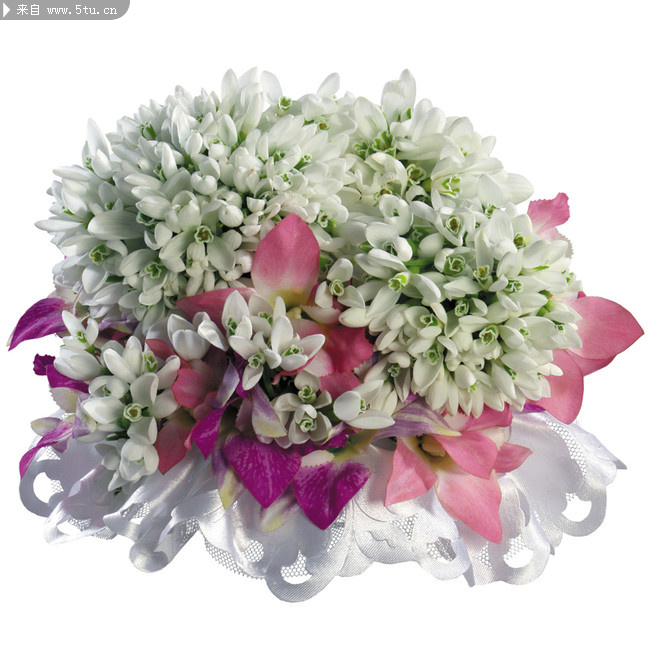 一束百合花高清图片