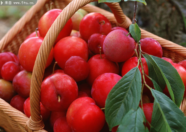 红李子高清图片 红红的水果_蔬菜瓜果类_植物