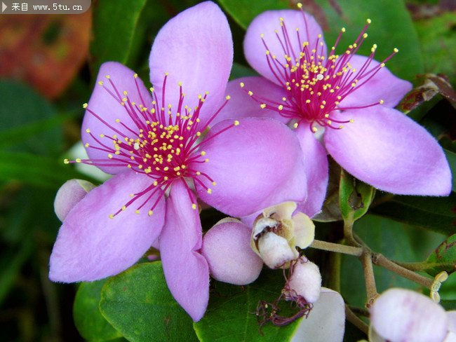 漂亮野花图片 高清植物花卉摄影_花草类_植物