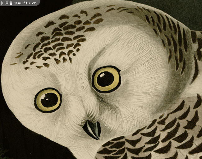 高清枯枝上的猫头鹰工笔画素材