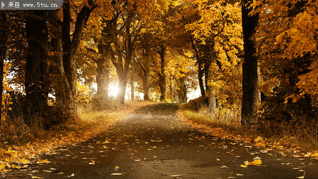 林间小路 - 稀有高精度图片 - 百图汇-设计百家,