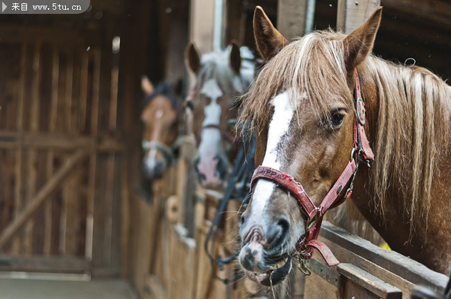 马厩里的骏马图片素材