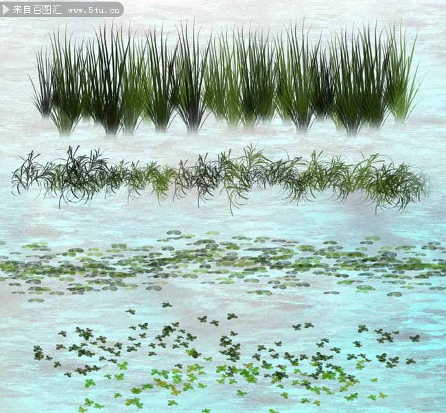 水草浮萍水生植物ps笔刷 - 字体|笔刷|滤镜|插件