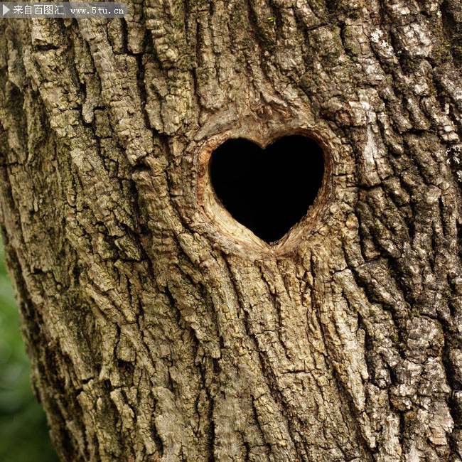 大树上的心形树洞特写摄影高清图片素材