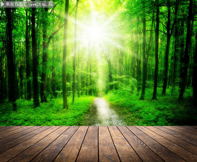 太阳下翠绿树林风景图片素材