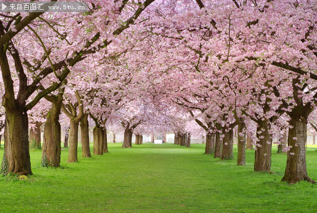 樱花树草地风景摄影图片