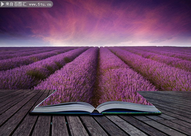 紫色熏衣草花海图片素材