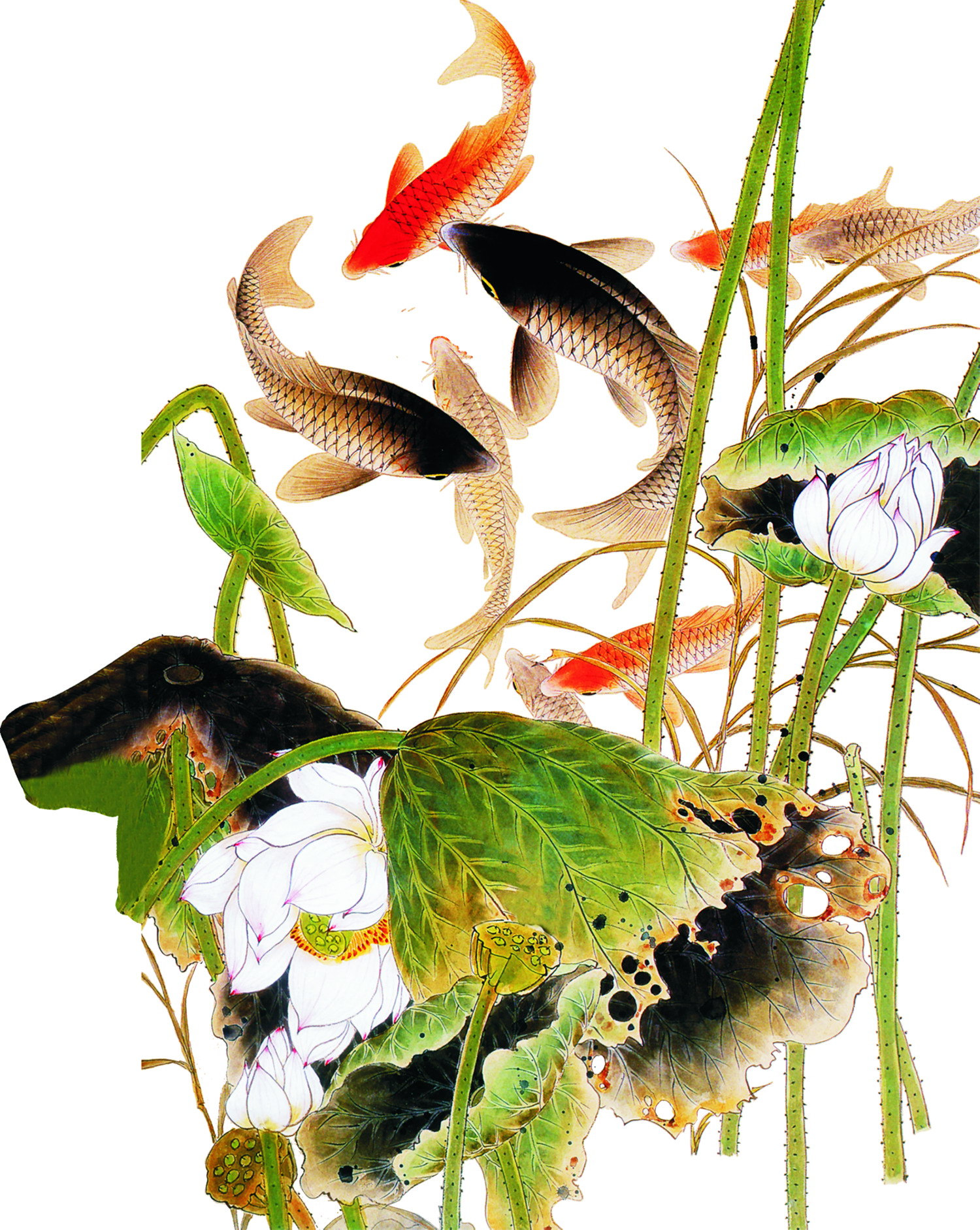 鲤鱼戏莲psd1500x1883