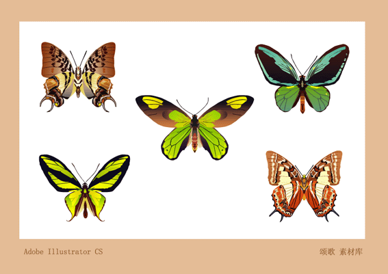 [书法绘画] 5只蝴蝶