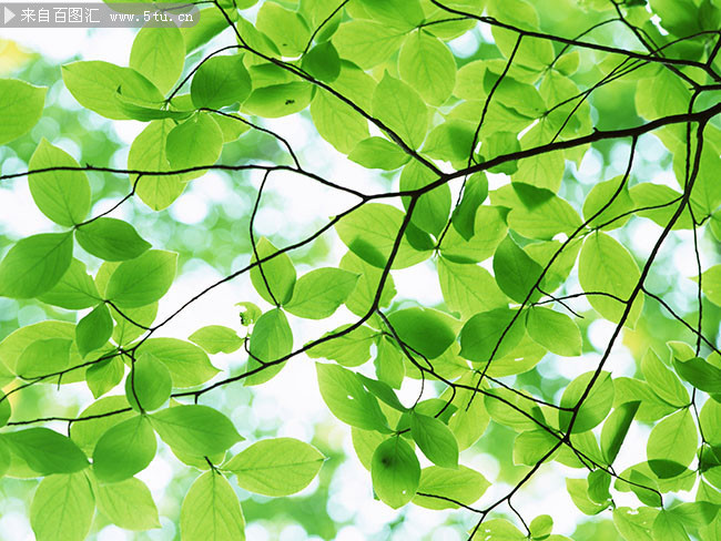 40张绿叶特写图片素材打包下载